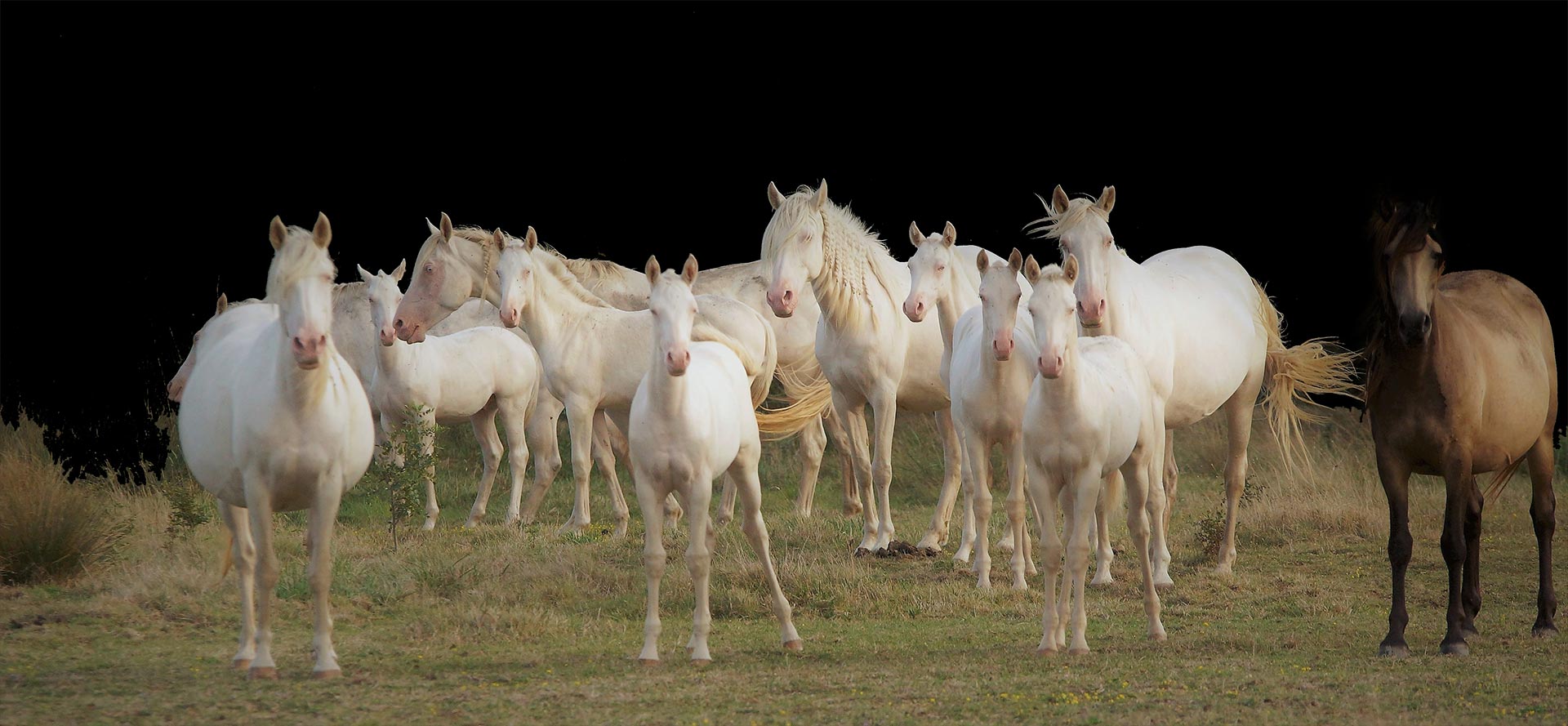 Elevage des Dieux élevage de chevaux, étalons, spectacles équestres Charente Maritime