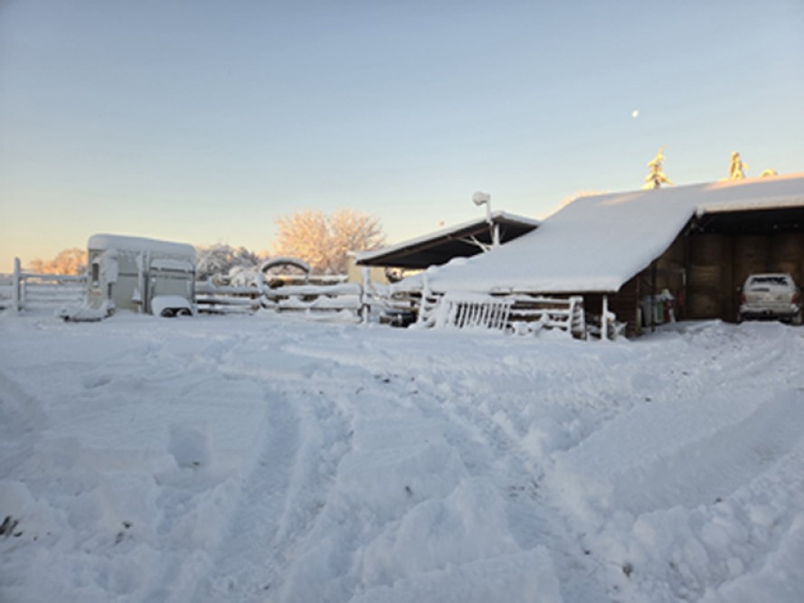 actualité élevage de chevaux vente de chevaux Charente Maritime