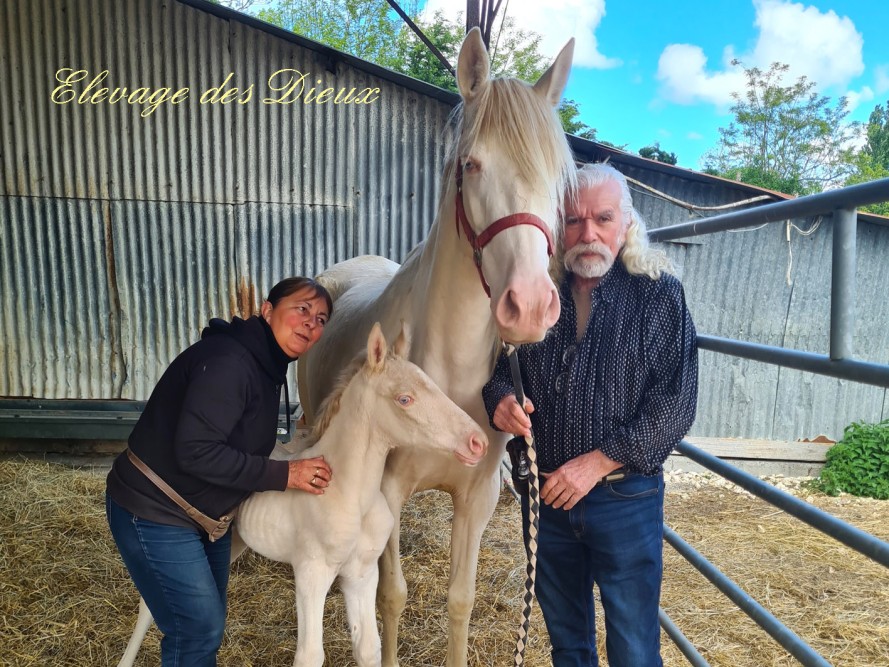 actualité élevage de chevaux vente de chevaux Charente Maritime