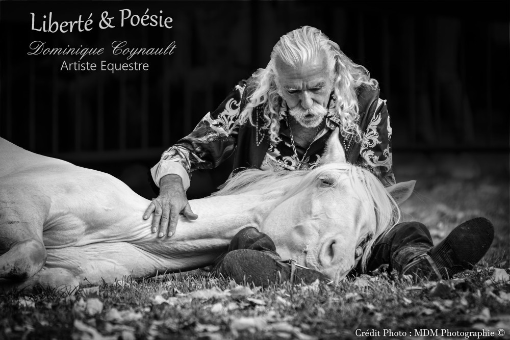actualité élevage de chevaux vente de chevaux Charente Maritime