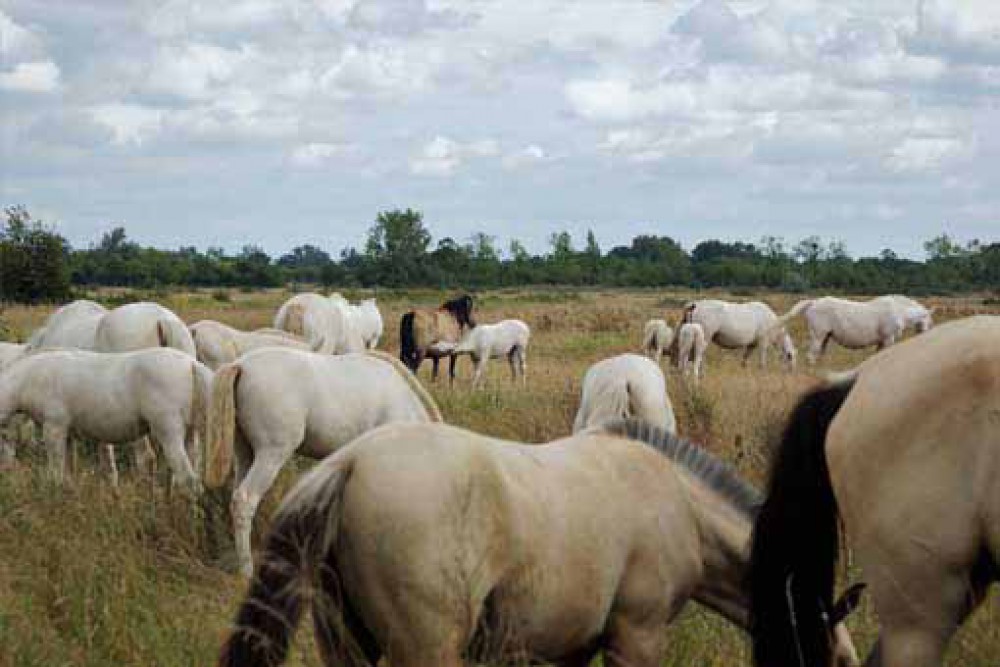 juments poulinières élevage chevaux Charente Maritime