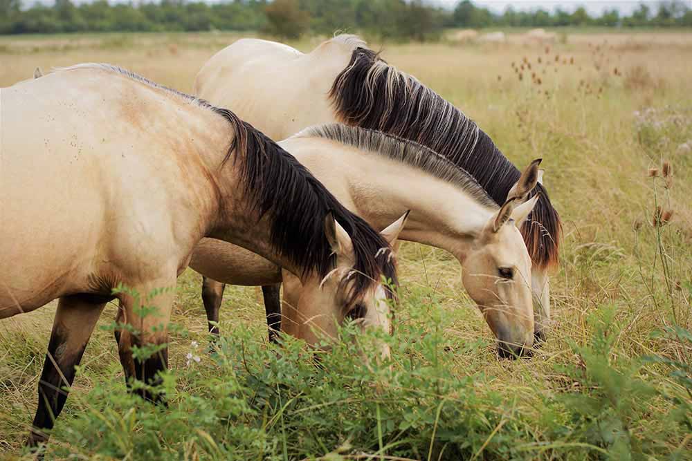 élevage de chevaux de couleur crème isabelle palomino Charente Maritime