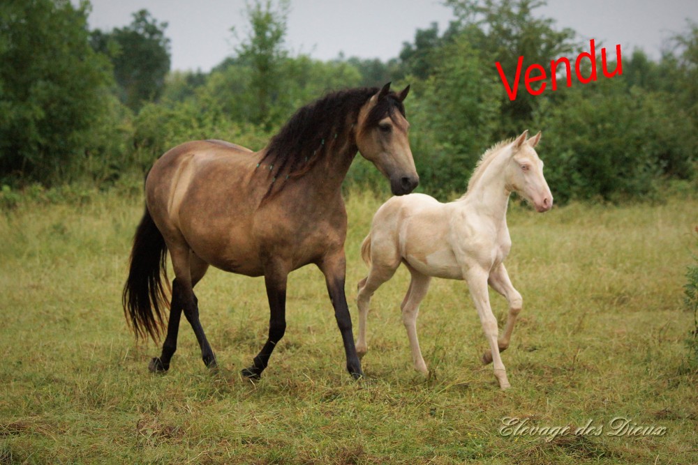 élevage de chevaux vente de chevaux Charente Maritime