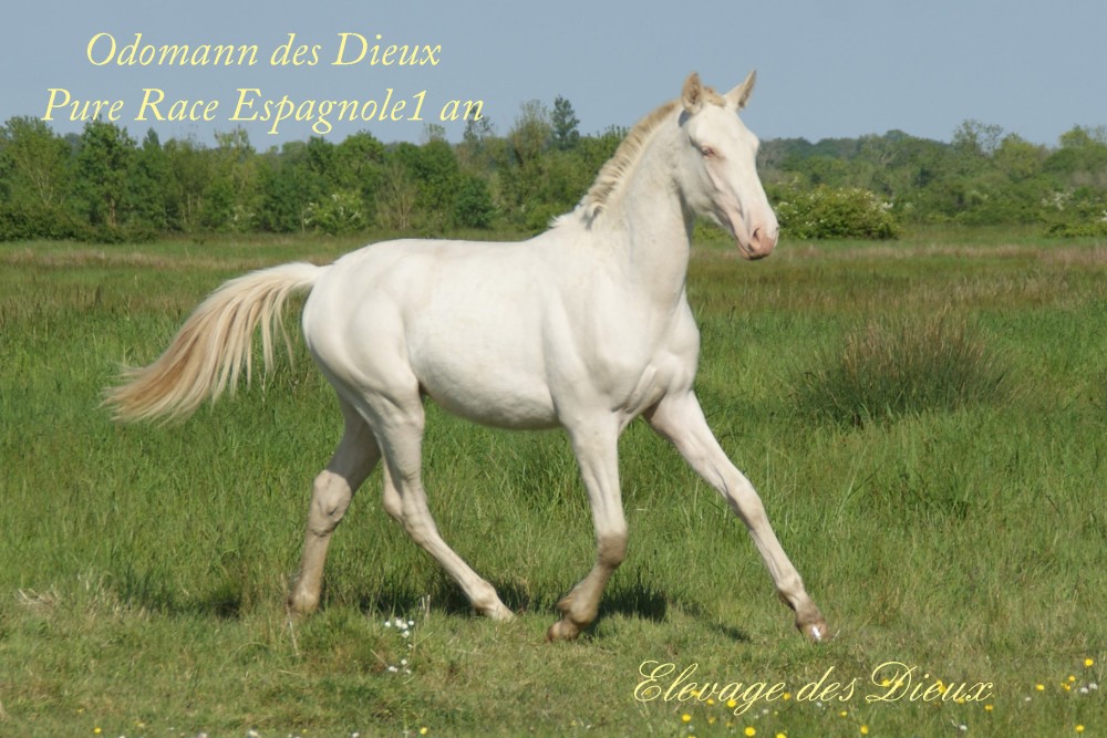élevage de chevaux vente de chevaux Charente Maritime