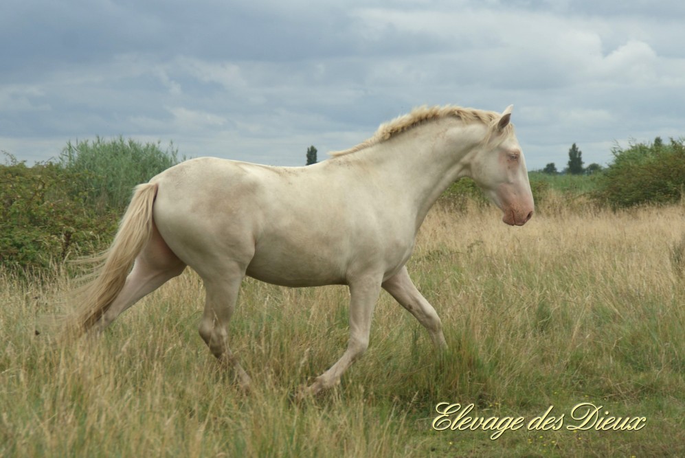 élevage de chevaux vente de chevaux Charente Maritime