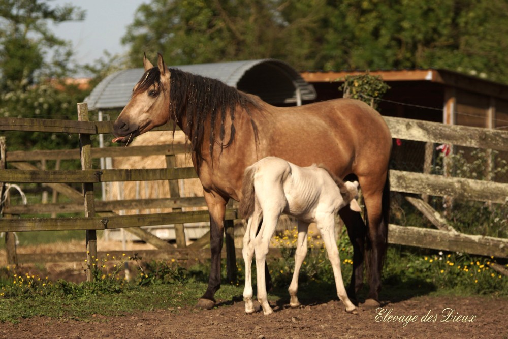 élevage de chevaux vente de chevaux Charente Maritime