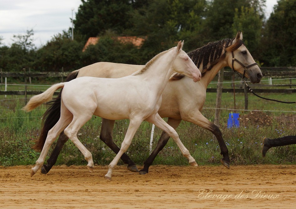 élevage de chevaux vente de chevaux Charente Maritime