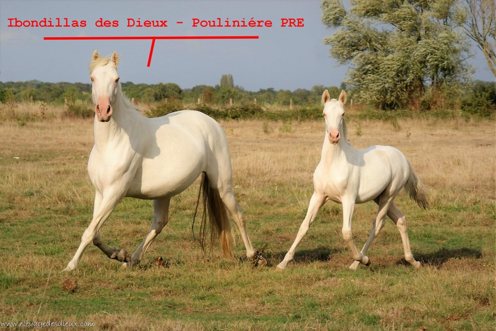 élevage de chevaux vente de chevaux Charente Maritime