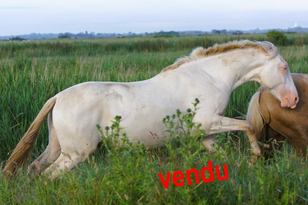 élevage de chevaux vente de chevaux Charente Maritime