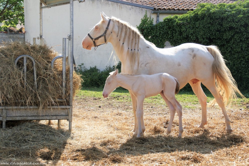 élevage de chevaux vente de chevaux Charente Maritime