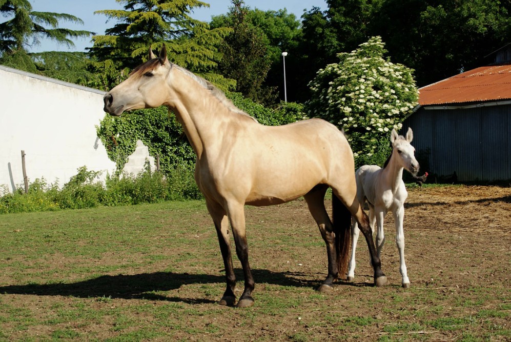 élevage de chevaux vente de chevaux Charente Maritime