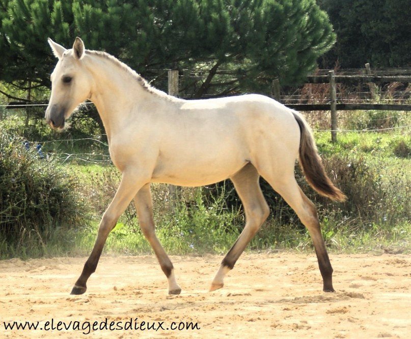 élevage de chevaux vente de chevaux Charente Maritime