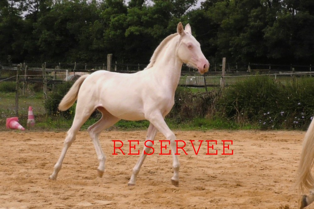 élevage de chevaux vente de chevaux Charente Maritime