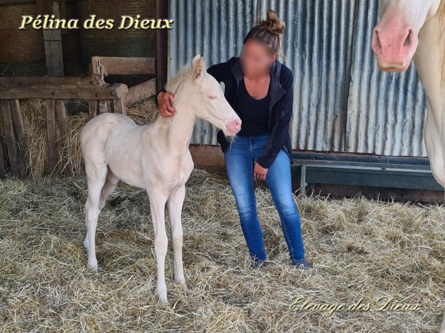 élevage de chevaux vente de chevaux Charente Maritime