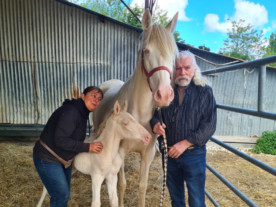 élevage de chevaux vente de chevaux Charente Maritime