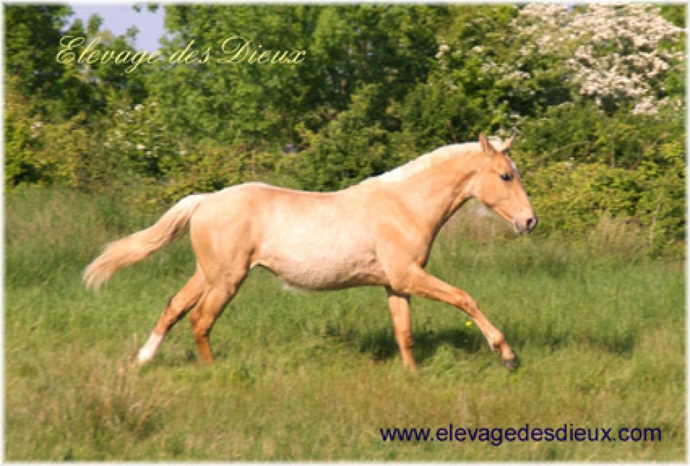 élevage de chevaux vente de chevaux Charente Maritime