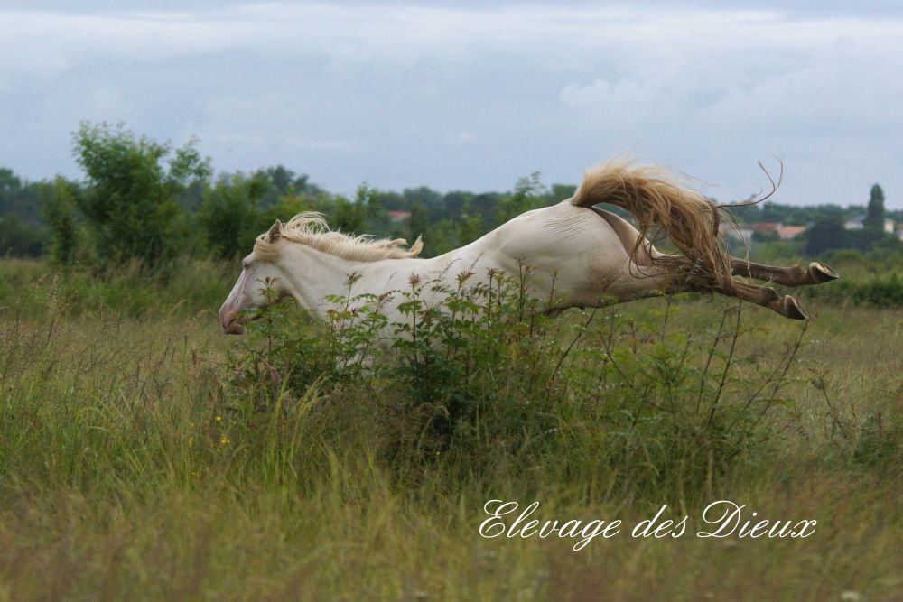 actualité élevage de chevaux vente de chevaux Charente Maritime