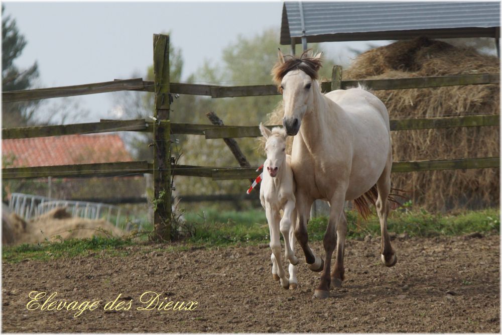 actualité élevage de chevaux vente de chevaux Charente Maritime