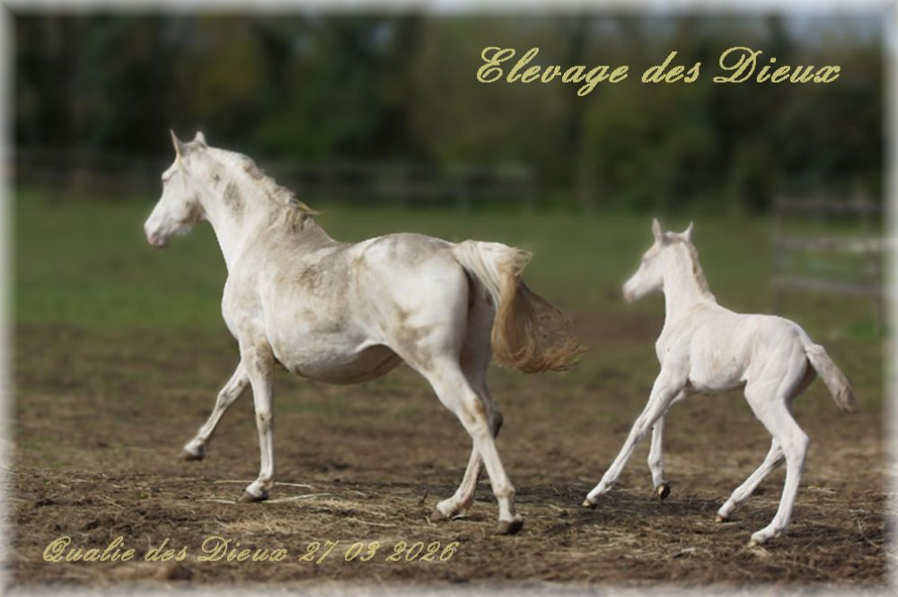 actualité élevage de chevaux vente de chevaux Charente Maritime