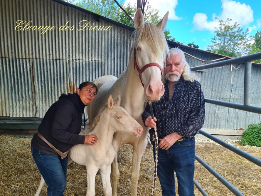 actualité élevage de chevaux vente de chevaux Charente Maritime
