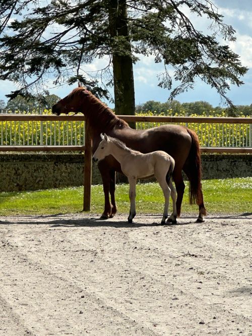 actualité élevage de chevaux vente de chevaux Charente Maritime