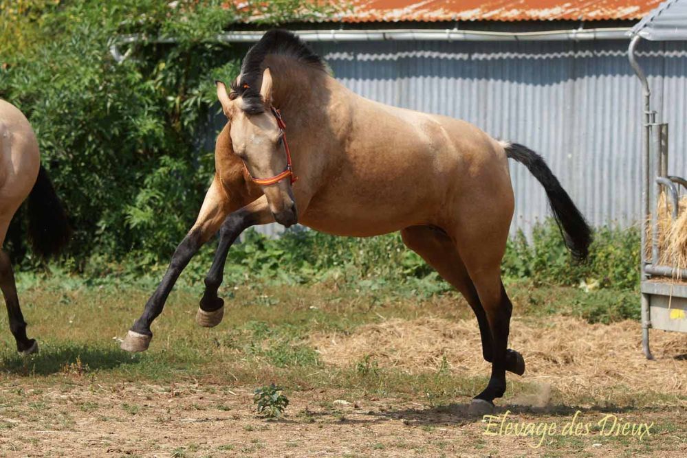 races élevage chevaux Charente Maritime