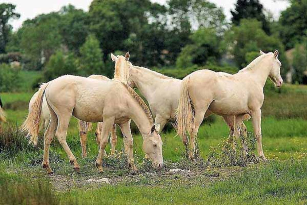 poulains élevage chevaux Charente Maritime