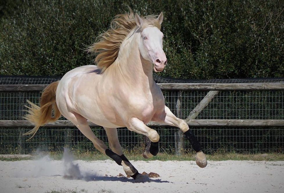 élevage de chevaux, étalons, spectacles équestres | Elevage des Dieux Charente Maritime