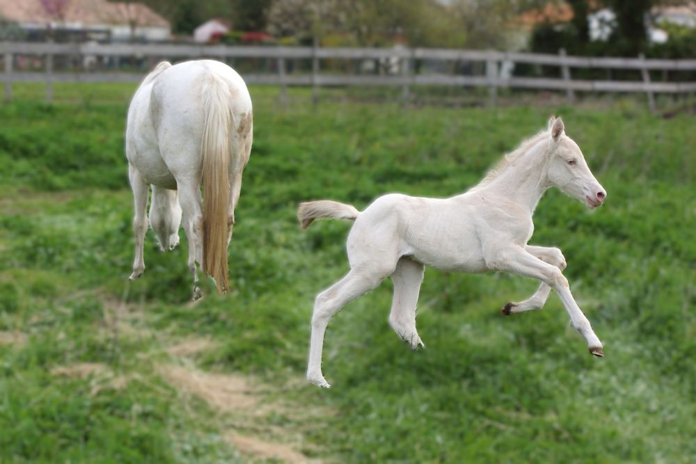 élevage de chevaux vente de chevaux Charente Maritime
