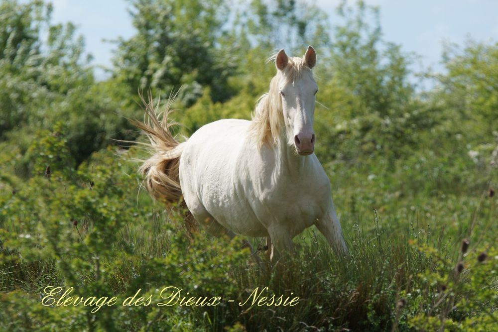 élevage de chevaux vente de chevaux Charente Maritime