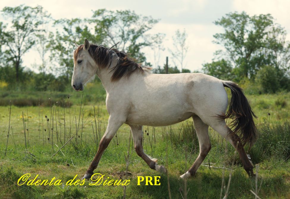 élevage de chevaux vente de chevaux Charente Maritime