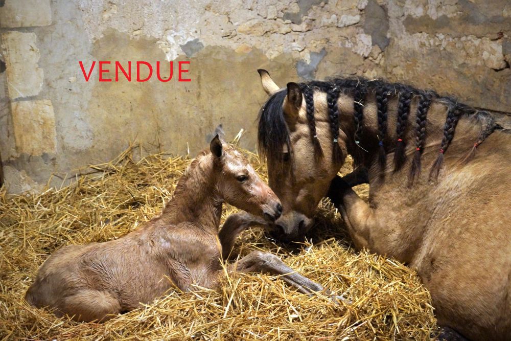 élevage de chevaux vente de chevaux Charente Maritime