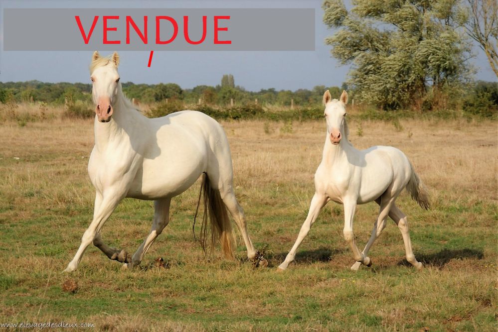 élevage de chevaux vente de chevaux Charente Maritime