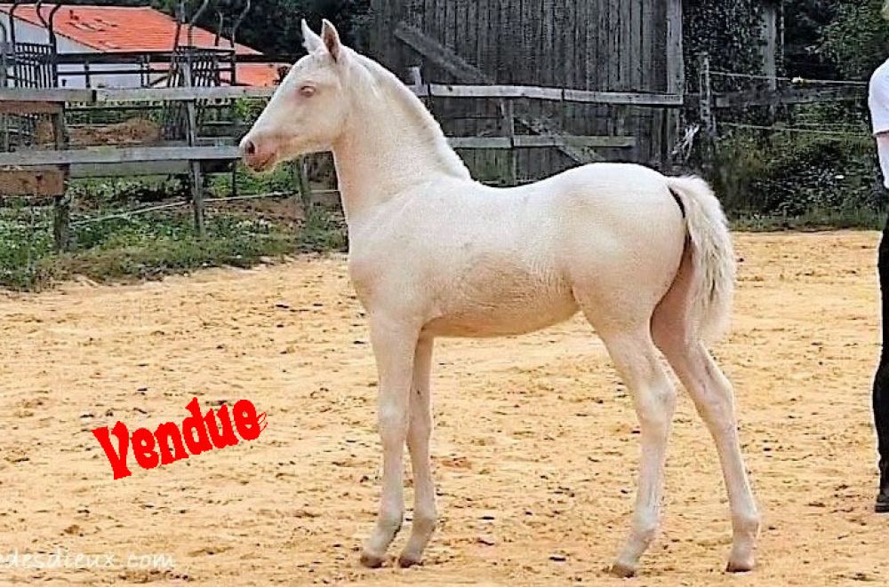 élevage de chevaux vente de chevaux Charente Maritime