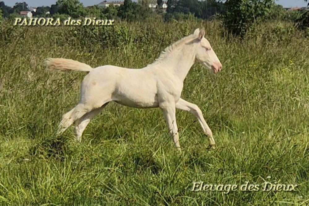 élevage de chevaux vente de chevaux Charente Maritime