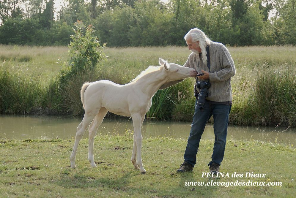 élevage de chevaux vente de chevaux Charente Maritime