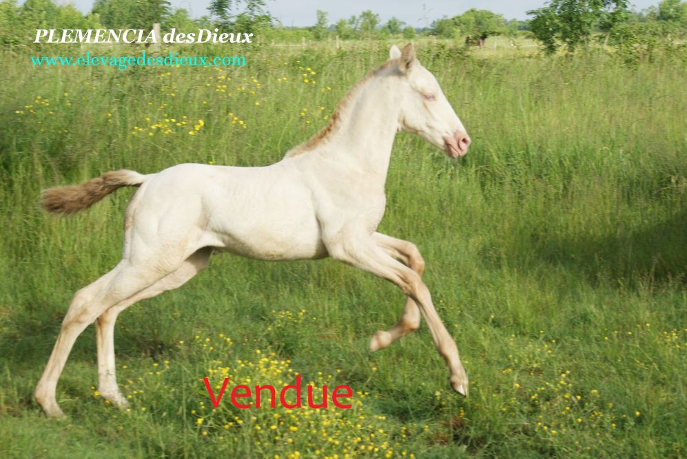 élevage de chevaux vente de chevaux Charente Maritime