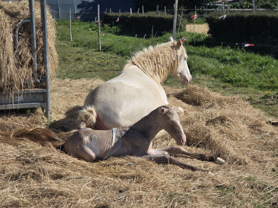 élevage de chevaux vente de chevaux Charente Maritime