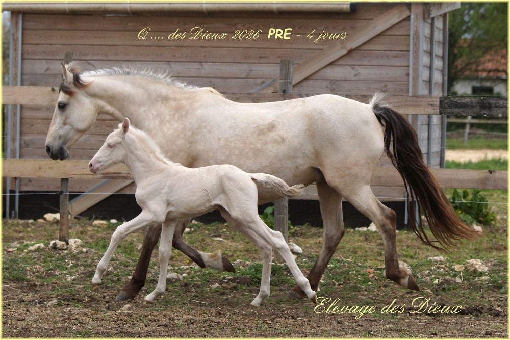 élevage de chevaux vente de chevaux Charente Maritime