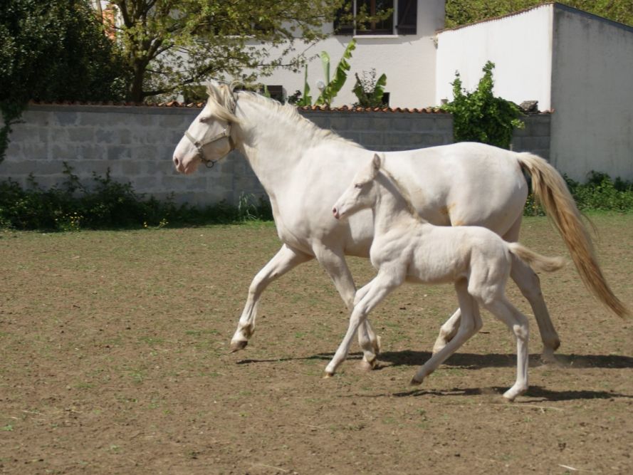 élevage de chevaux vente de chevaux Charente Maritime