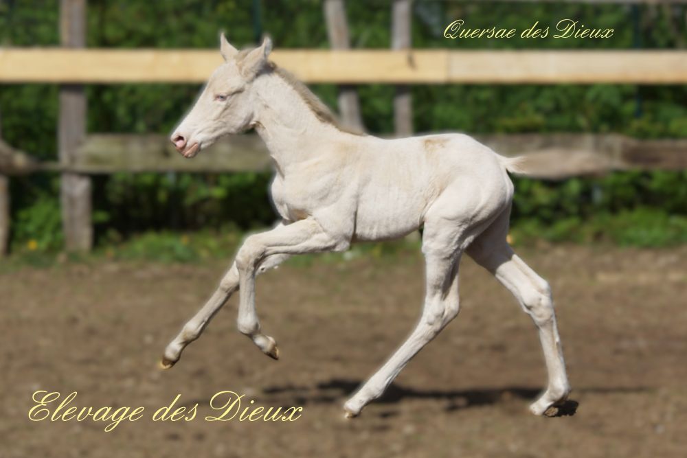 élevage de chevaux vente de chevaux Charente Maritime