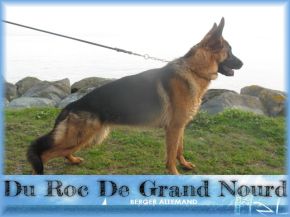 logo partenaire de l'élevage des Dieux élevage de chevaux Charente Maritime