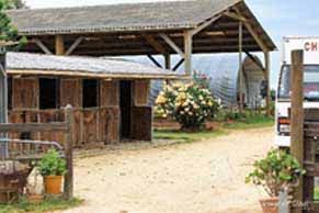 élevage de chevaux, étalons, spectacles équestres | Elevage des Dieux Charente Maritime