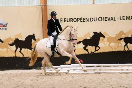 étalons élevage chevaux Charente Maritime