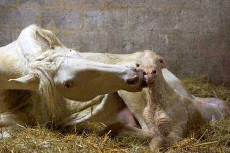 élevage juments poulinières, étalons, spectacles équestres | Elevage des Dieux Charente Maritime