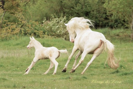 Elevage des Dieux | élevage de chevaux en Charente Maritime
