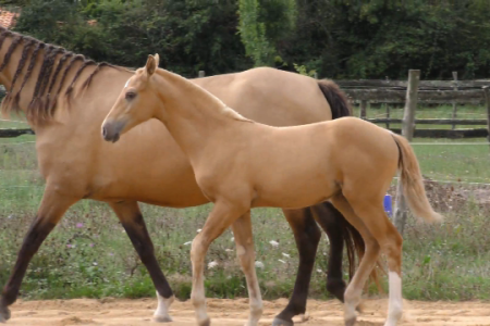Elevage des Dieux | élevage de chevaux en Charente Maritime