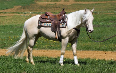 Elevage des Dieux | élevage de chevaux en Charente Maritime