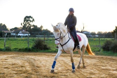 étalons couleur étalons élevage équin en Charente Maritime