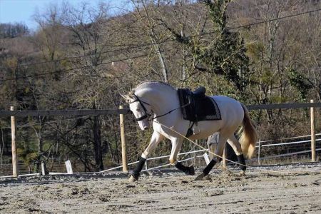 étalons couleur étalons élevage équin en Charente Maritime